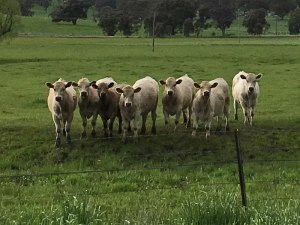 Errowanbang-Murray-Grey-Stud-cattle-in-the-paddock-800px