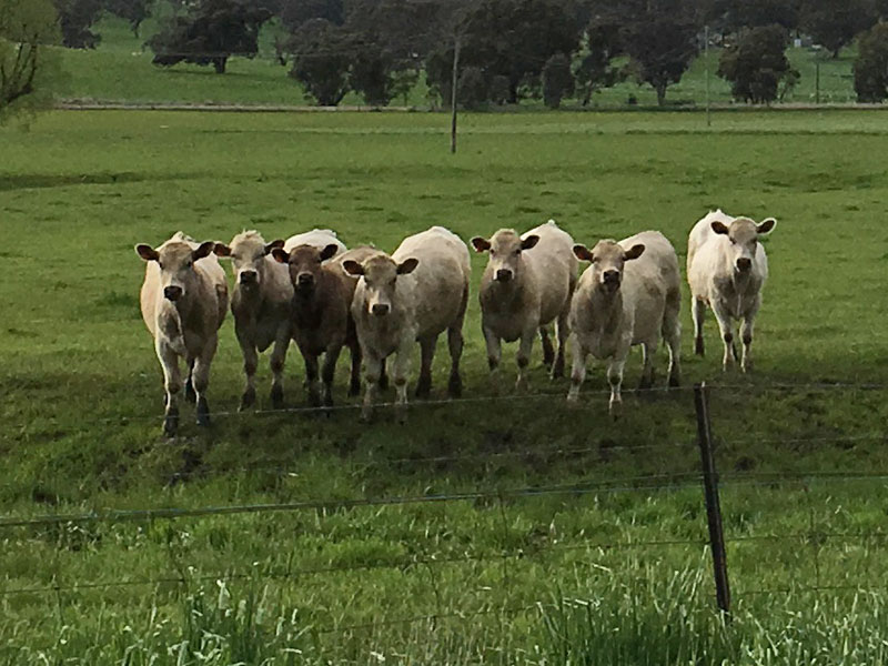 Errowanbang-Murray-Grey-Stud-cattle-in-the-paddock-800px