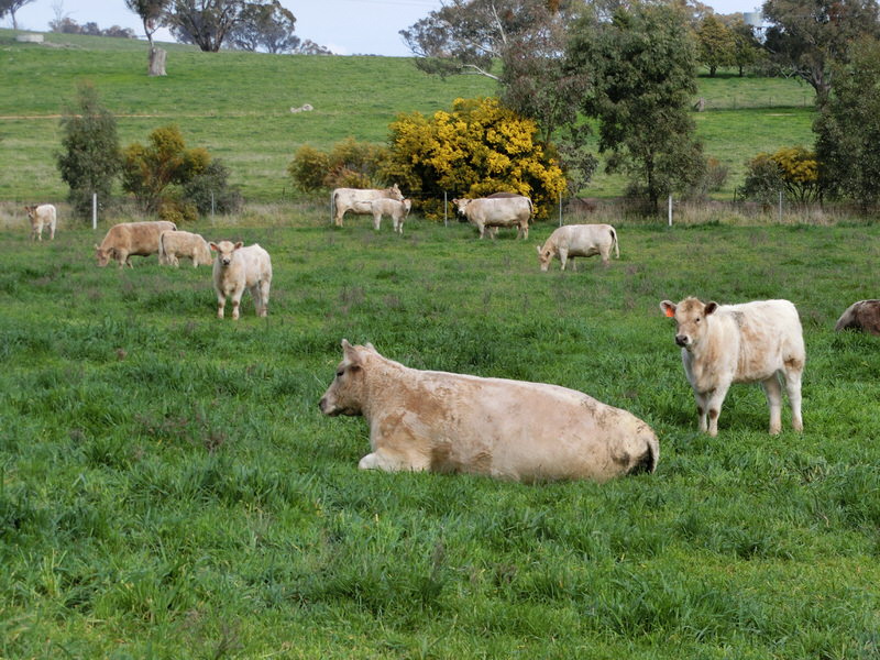 Murray Grey cows and calves in the paddock